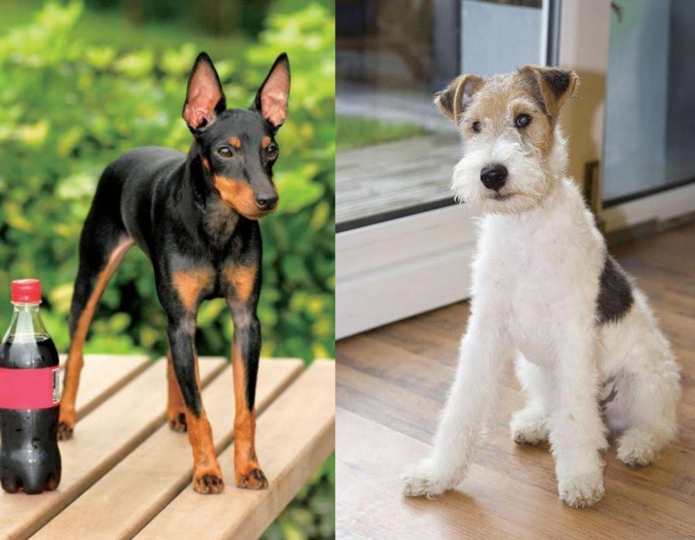 Wire Fox Terrier vs Toy Manchester Terrier - Breed Comparison