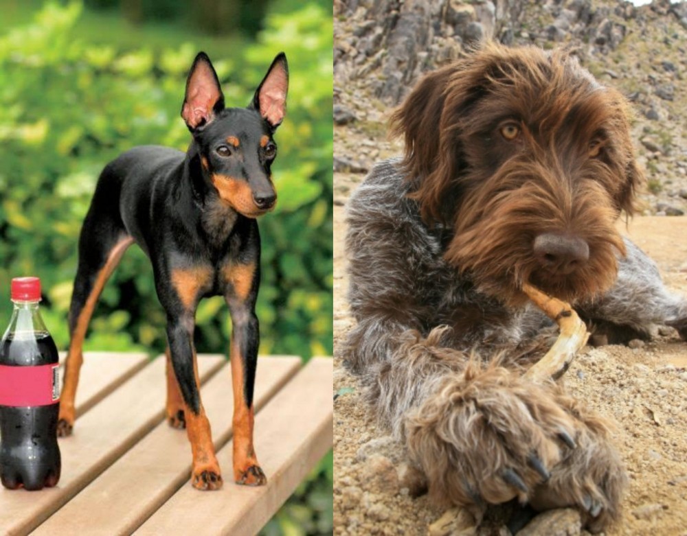 Wirehaired Pointing Griffon vs Toy Manchester Terrier - Breed Comparison