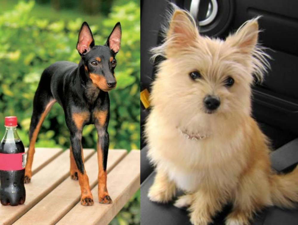 Yoranian vs Toy Manchester Terrier - Breed Comparison