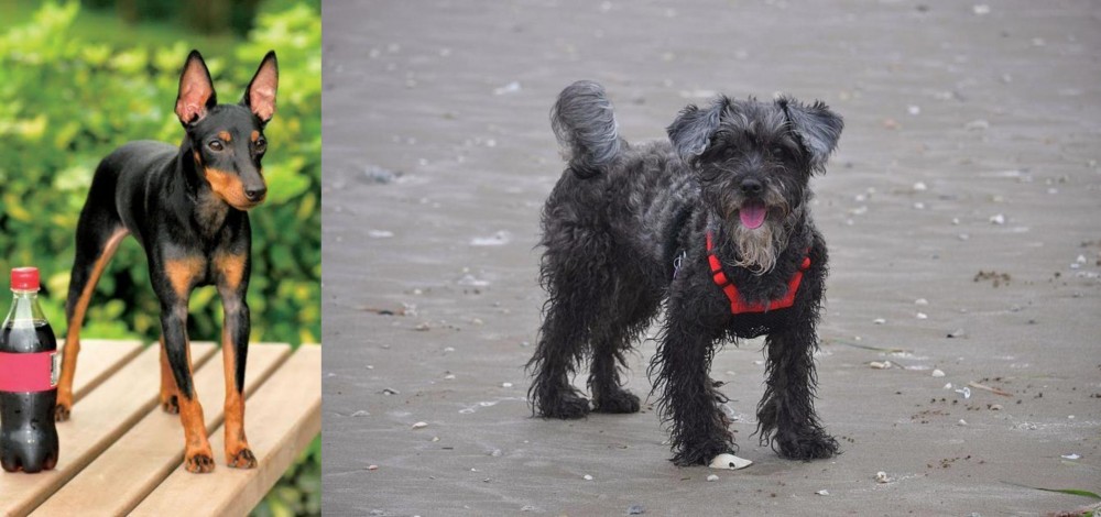 YorkiePoo vs Toy Manchester Terrier - Breed Comparison