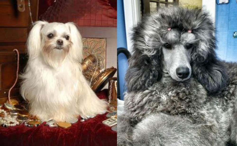 Standard Poodle vs Toy Mi-Ki - Breed Comparison
