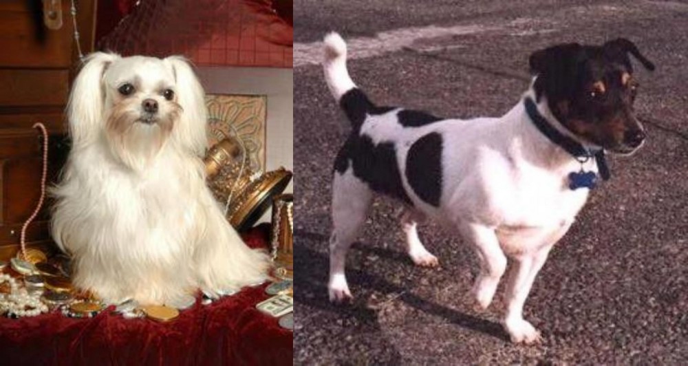 Teddy Roosevelt Terrier vs Toy Mi-Ki - Breed Comparison