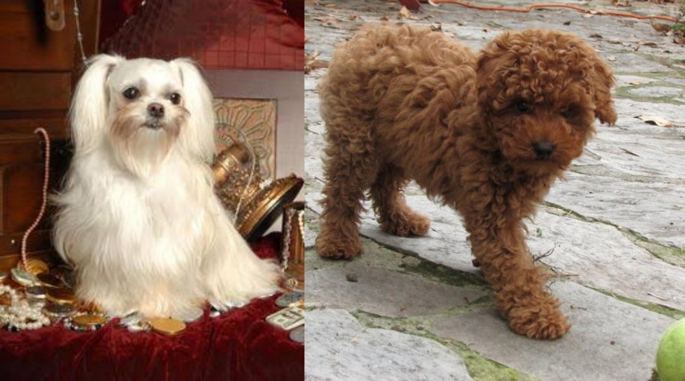 Toy Poodle vs Toy Mi-Ki - Breed Comparison