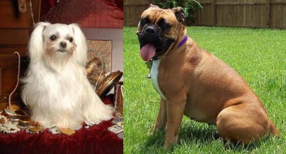 Valley Bulldog vs Toy Mi-Ki - Breed Comparison