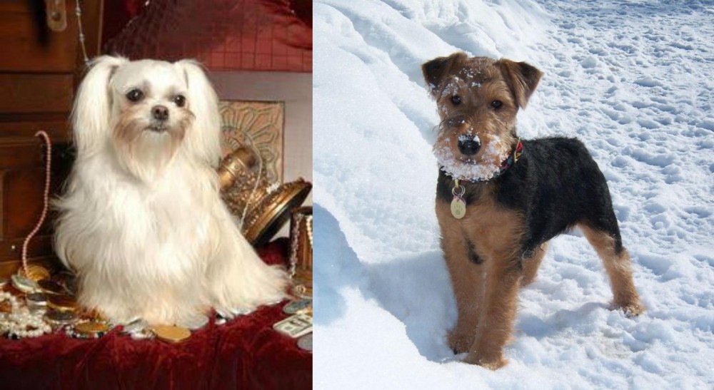 Welsh Terrier vs Toy Mi-Ki - Breed Comparison