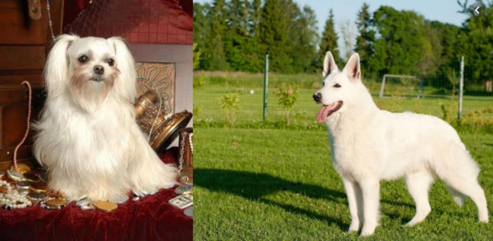 White Shepherd vs Toy Mi-Ki - Breed Comparison