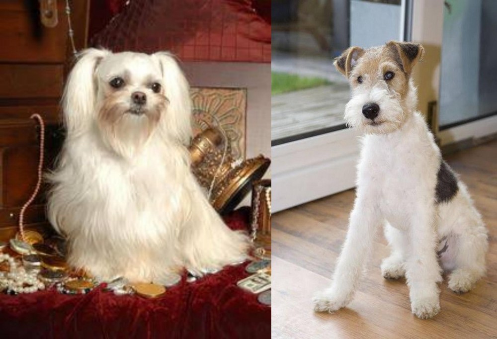Wire Fox Terrier vs Toy Mi-Ki - Breed Comparison