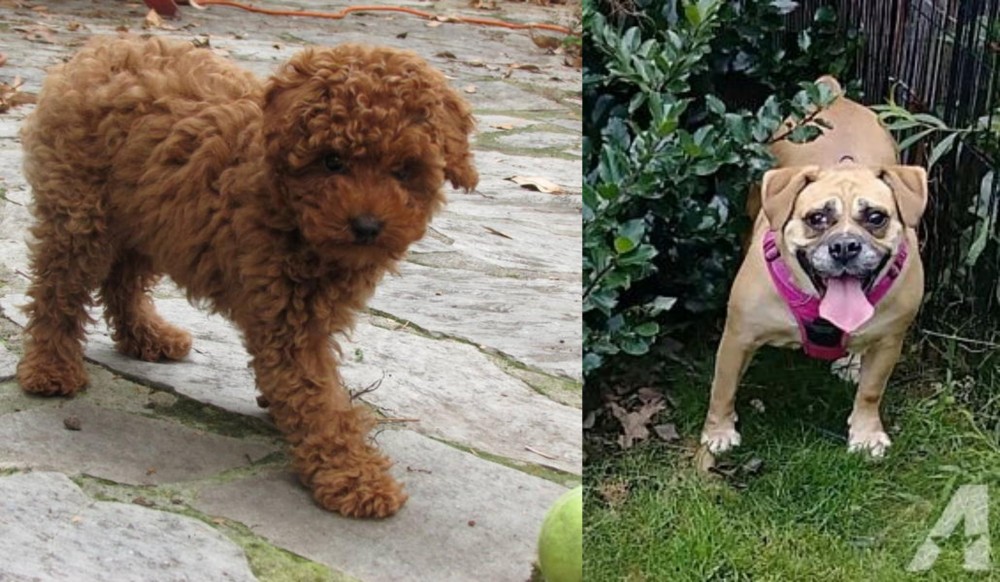 Beabull vs Toy Poodle - Breed Comparison