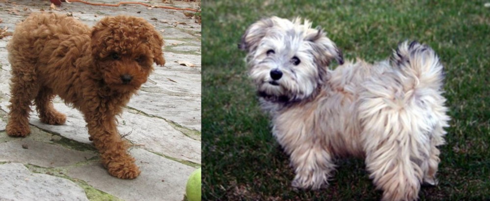 Havapoo vs Toy Poodle - Breed Comparison