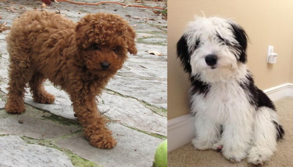 Mini Sheepadoodles vs Toy Poodle - Breed Comparison
