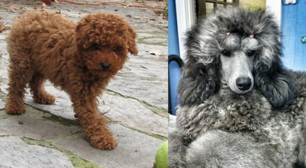 Standard Poodle vs Toy Poodle - Breed Comparison