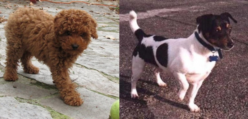 Teddy Roosevelt Terrier vs Toy Poodle - Breed Comparison