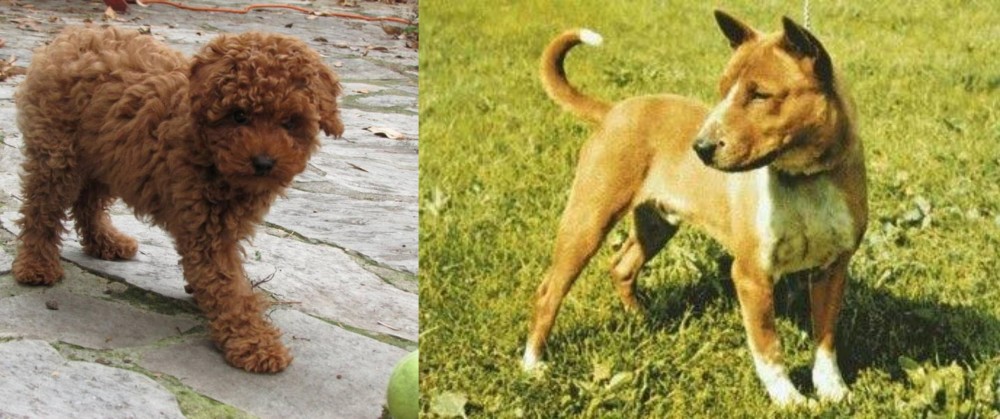 Telomian vs Toy Poodle - Breed Comparison
