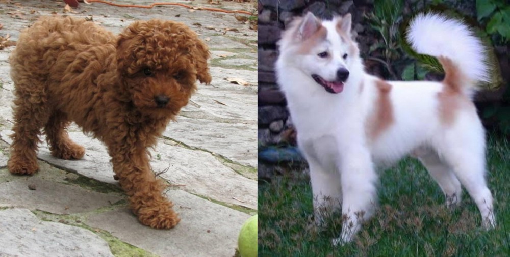 Thai Bangkaew vs Toy Poodle - Breed Comparison
