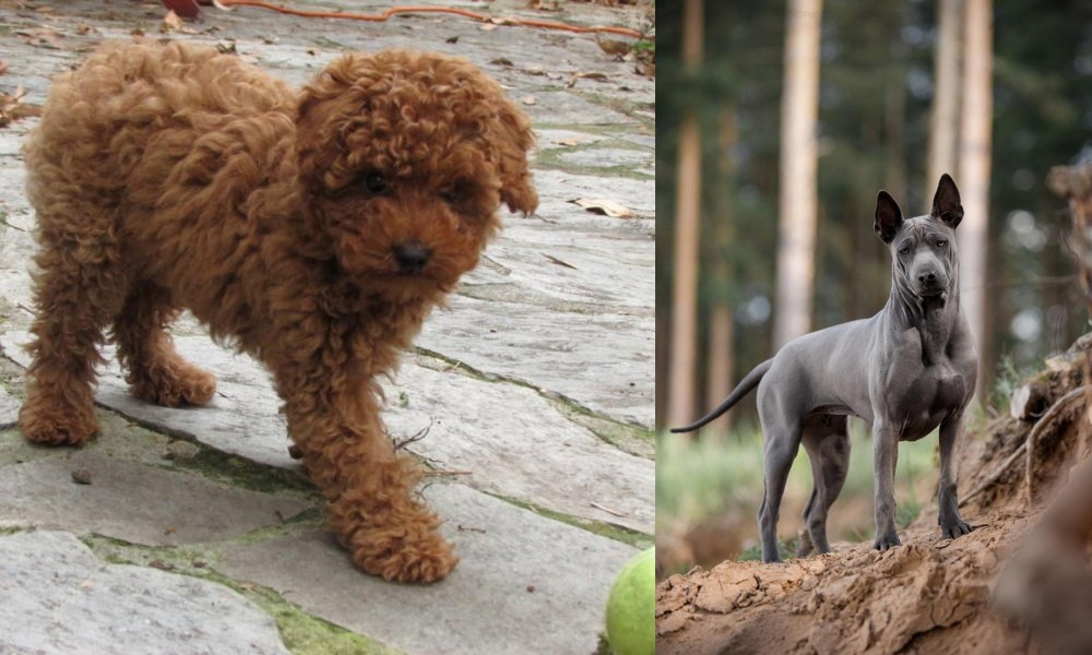 Thai Ridgeback vs Toy Poodle - Breed Comparison