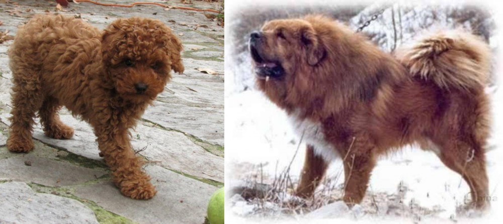 Tibetan Kyi Apso vs Toy Poodle - Breed Comparison