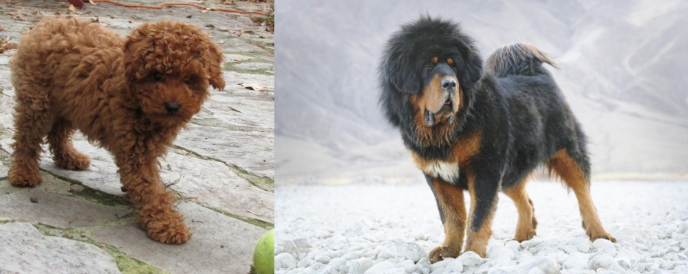 Tibetan Mastiff vs Toy Poodle - Breed Comparison