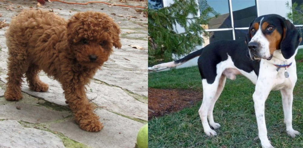 Treeing Walker Coonhound vs Toy Poodle - Breed Comparison