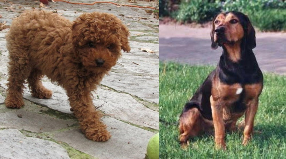 Tyrolean Hound vs Toy Poodle - Breed Comparison