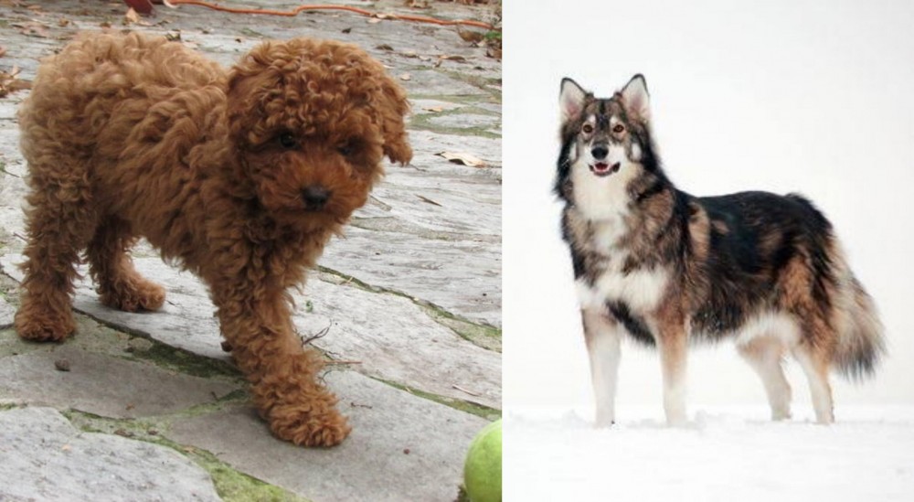 Utonagan vs Toy Poodle - Breed Comparison