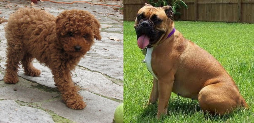 Valley Bulldog vs Toy Poodle - Breed Comparison