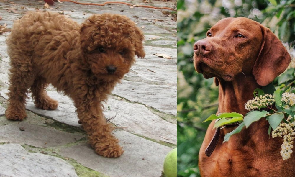 Vizsla vs Toy Poodle - Breed Comparison