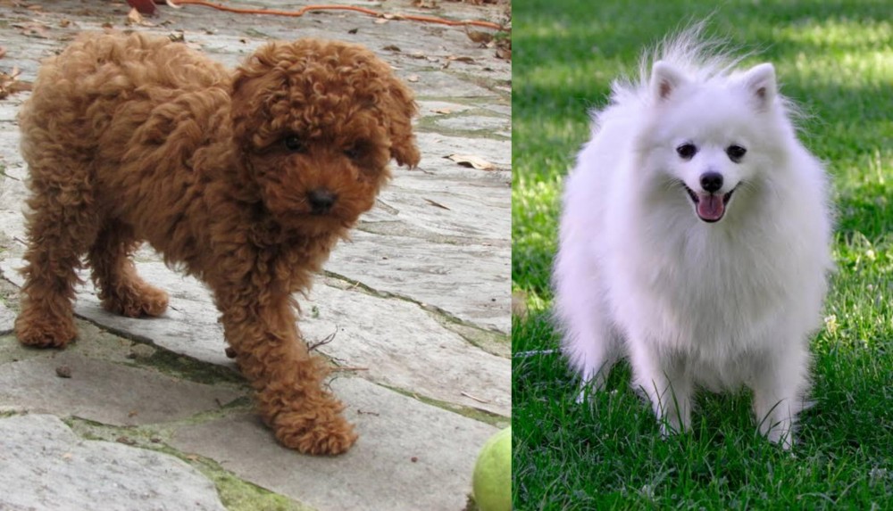 Volpino Italiano vs Toy Poodle - Breed Comparison
