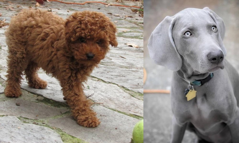 Weimaraner vs Toy Poodle - Breed Comparison