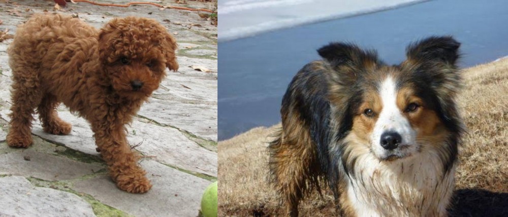 Welsh Sheepdog vs Toy Poodle - Breed Comparison