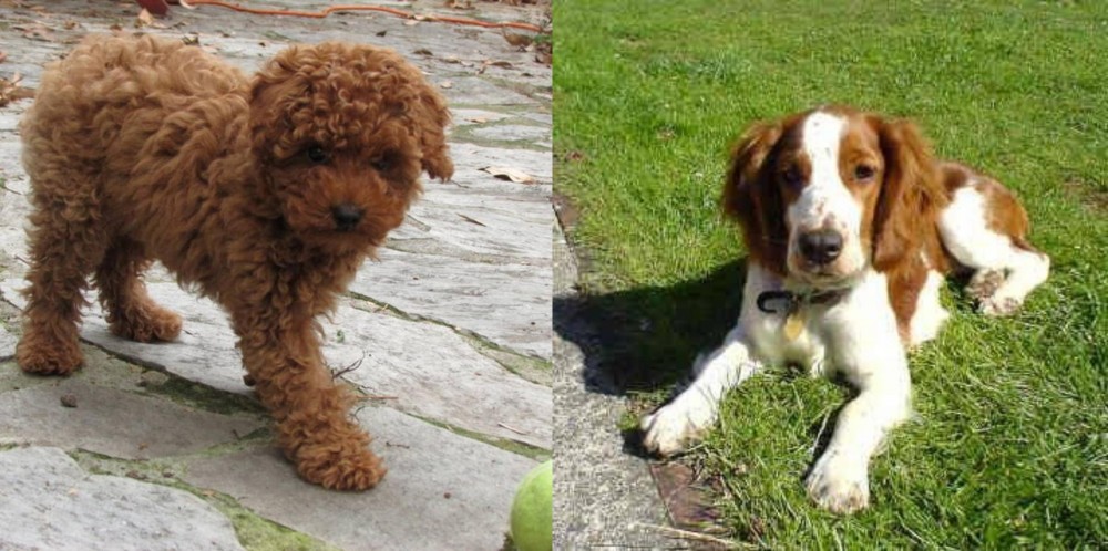 Welsh Springer Spaniel vs Toy Poodle - Breed Comparison