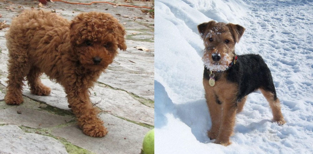 Welsh Terrier vs Toy Poodle - Breed Comparison