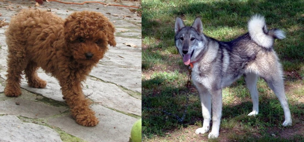 West Siberian Laika vs Toy Poodle - Breed Comparison