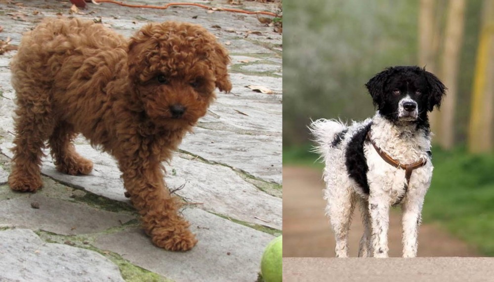 Wetterhoun vs Toy Poodle - Breed Comparison