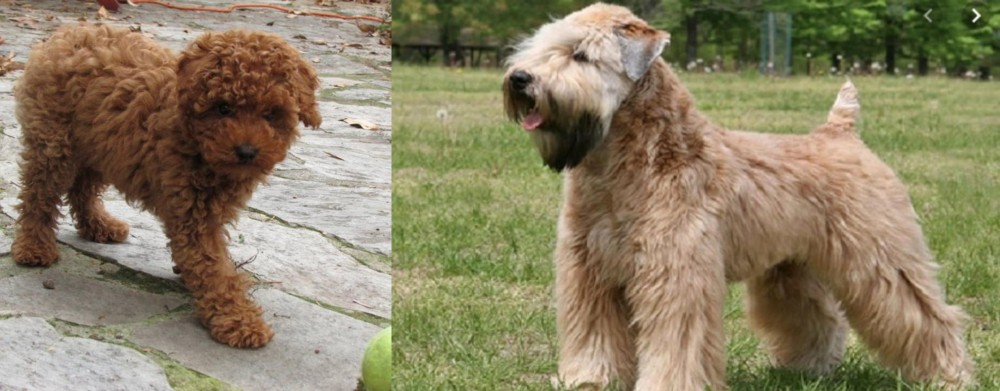Wheaten Terrier vs Toy Poodle - Breed Comparison