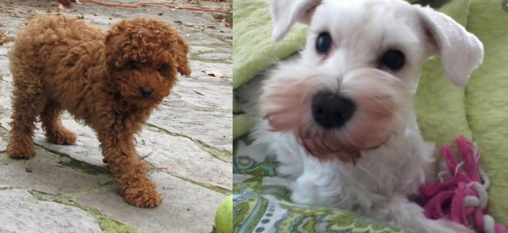 White Schnauzer vs Toy Poodle - Breed Comparison