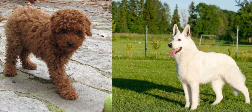 White Shepherd vs Toy Poodle - Breed Comparison