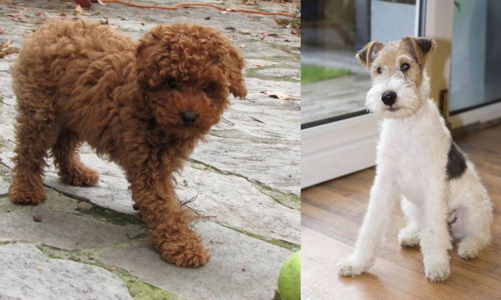Wire Fox Terrier vs Toy Poodle - Breed Comparison