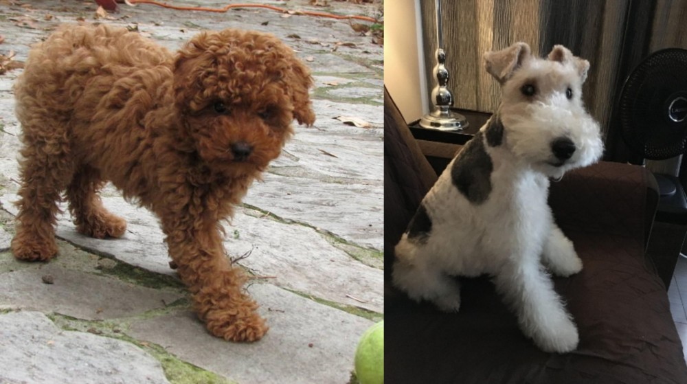 Wire Haired Fox Terrier vs Toy Poodle - Breed Comparison