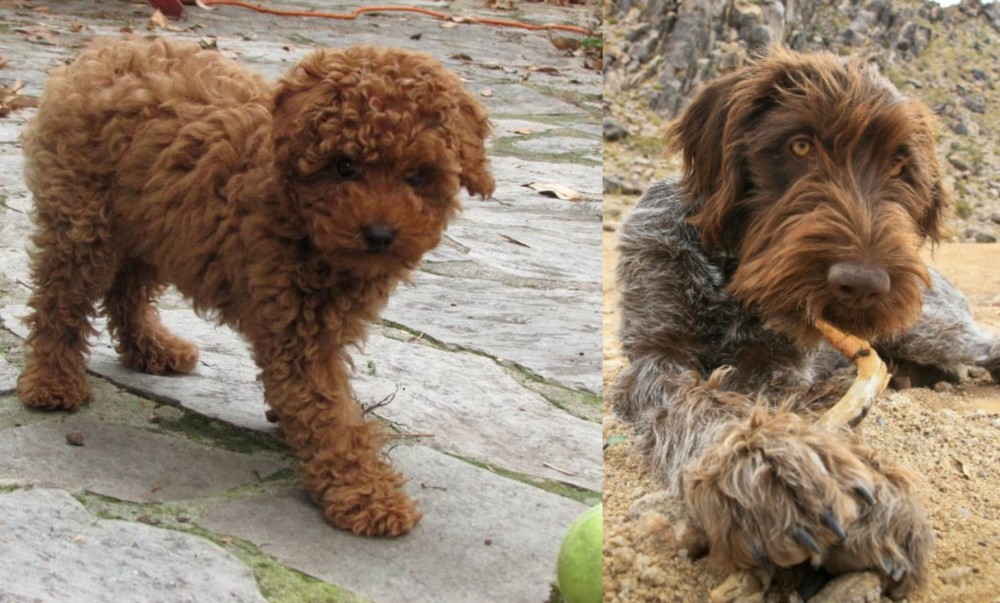 Wirehaired Pointing Griffon vs Toy Poodle - Breed Comparison