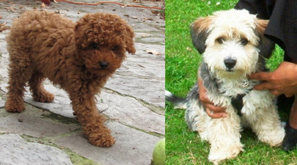Yo-Chon vs Toy Poodle - Breed Comparison