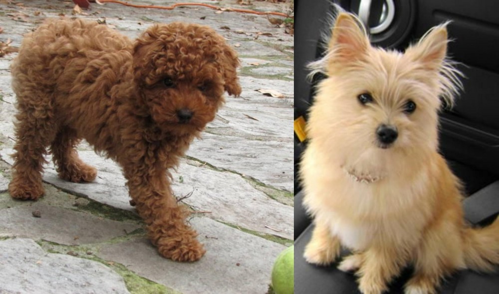 Yoranian vs Toy Poodle - Breed Comparison