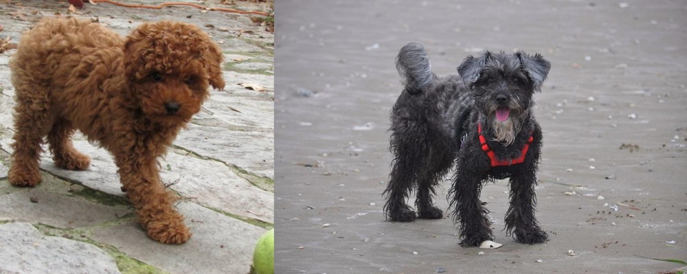 YorkiePoo vs Toy Poodle - Breed Comparison