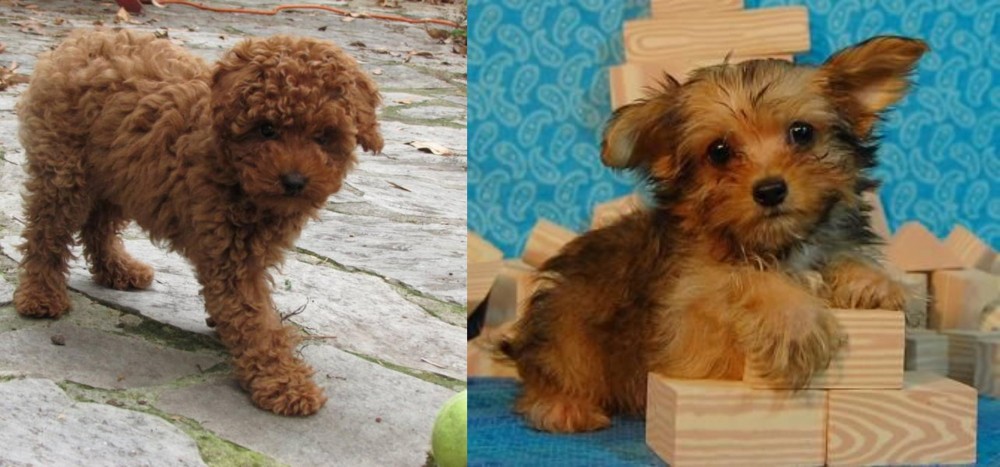 Yorkillon vs Toy Poodle - Breed Comparison