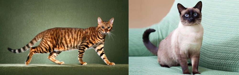 Traditional Siamese vs Toyger - Breed Comparison