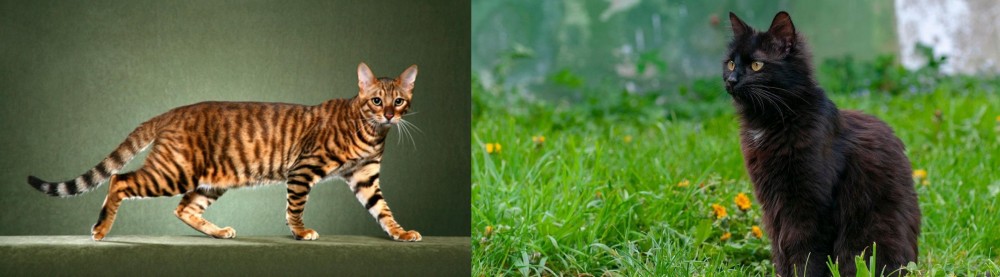 York Chocolate Cat vs Toyger - Breed Comparison