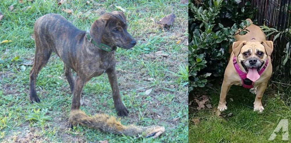 Beabull vs Treeing Cur - Breed Comparison