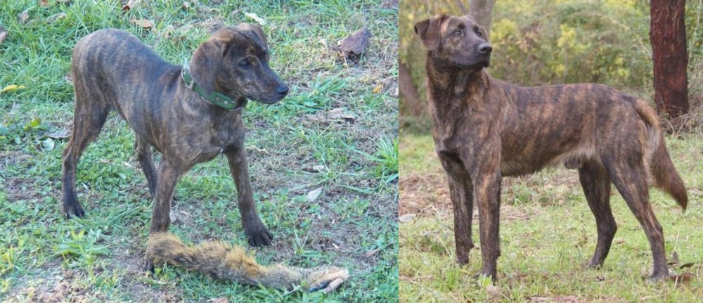 Treeing Tennessee Brindle vs Treeing Cur - Breed Comparison
