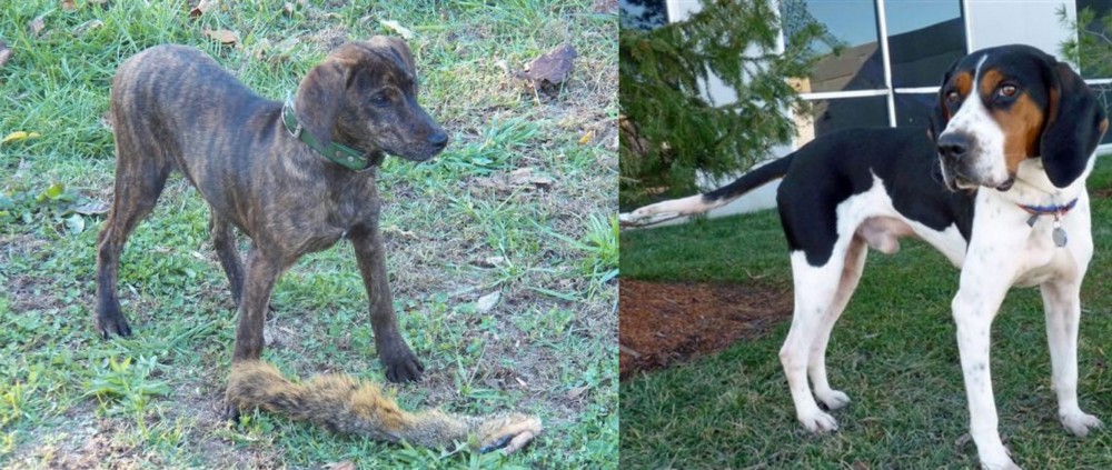 Treeing Walker Coonhound vs Treeing Cur - Breed Comparison