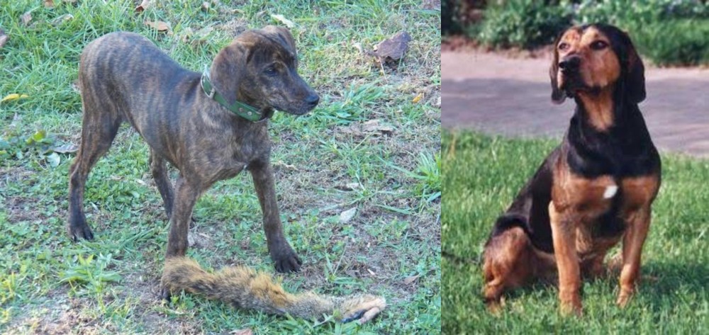 Tyrolean Hound vs Treeing Cur - Breed Comparison