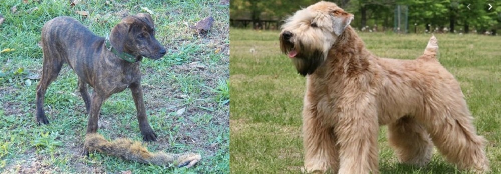 Wheaten Terrier vs Treeing Cur - Breed Comparison